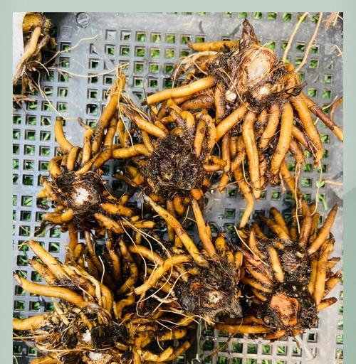 花毛茛怎么种植？有哪些种植技巧？