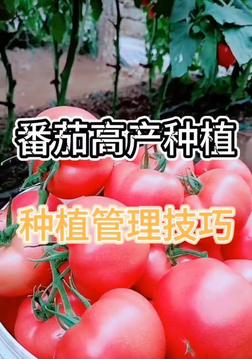 番茄怎么种植？从播种到丰收的全攻略是什么？