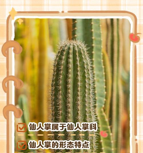 仙人掌有哪些形态和分类？养护指南是什么？