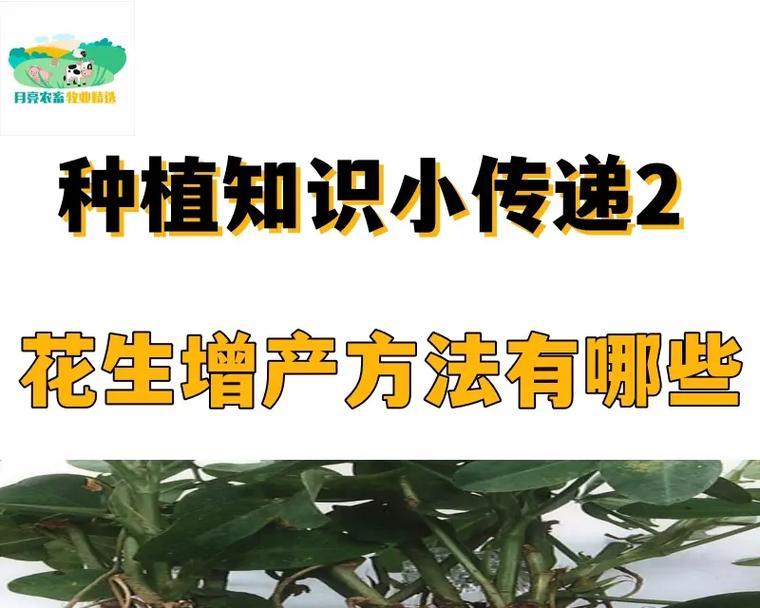 有哪些种植方法？它们各自的特点是什么？