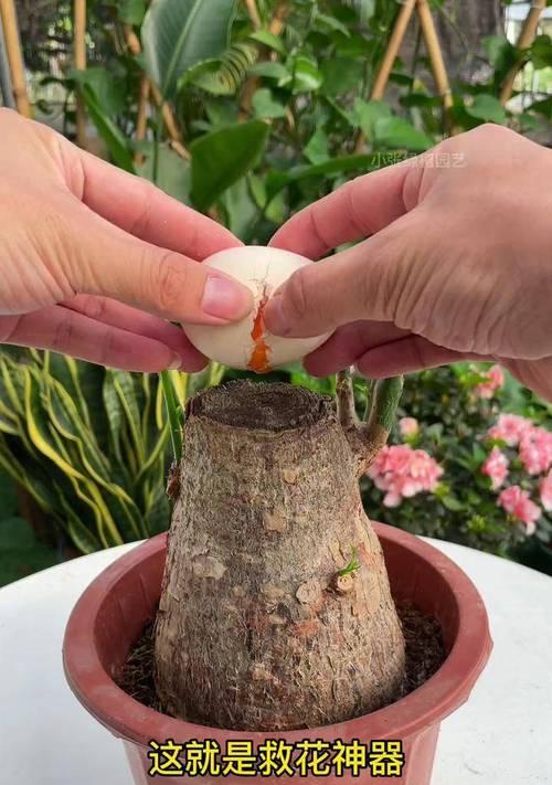 发财树少水避晒剪叶促新芽？养护技巧有哪些？