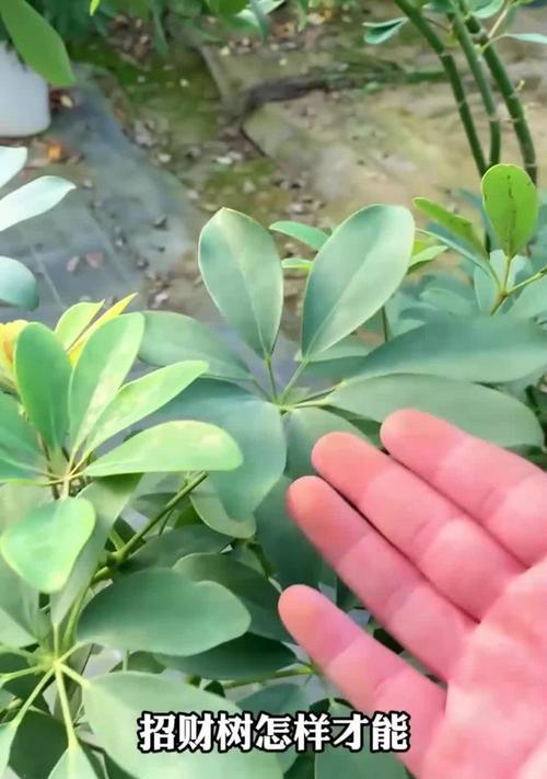 发财树少水避晒剪叶促新芽？养护技巧有哪些？