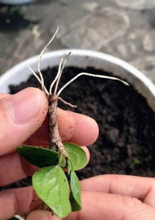 木槿的种植方法是什么？如何种植木槿？