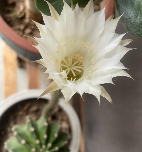 仙人掌花苞如何开花？开花前的征兆是什么？
