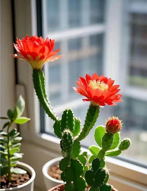 仙人掌花苞如何开花？开花前的征兆是什么？