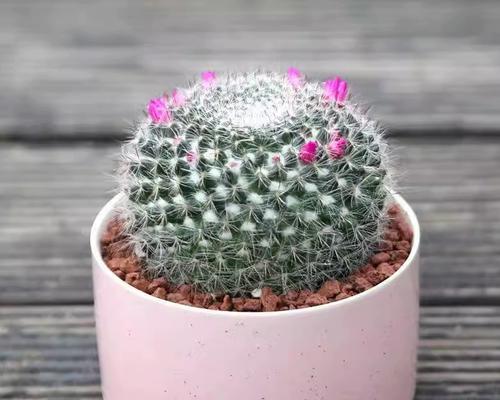 仙人掌花苞如何开花？开花前的征兆是什么？