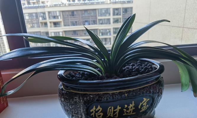 北方君子兰何时搬进室内？搬动君子兰的最佳时间是什么时候？
