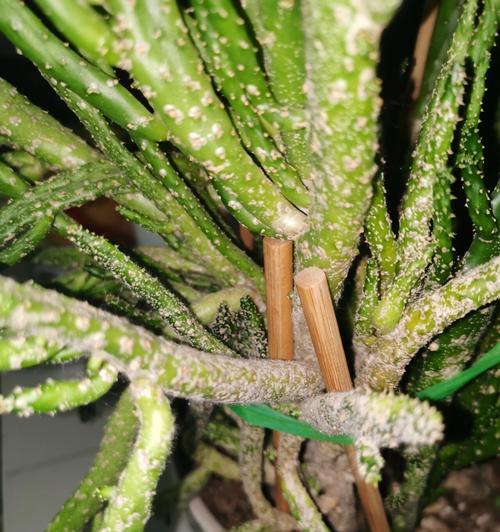 仙人掌出现枯萎发黄现象是什么原因？