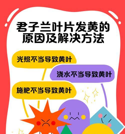 君子兰叶子发蔫不生长的可能原因有哪些？