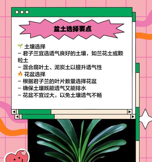 君子兰小苗移栽后如何正确养护？