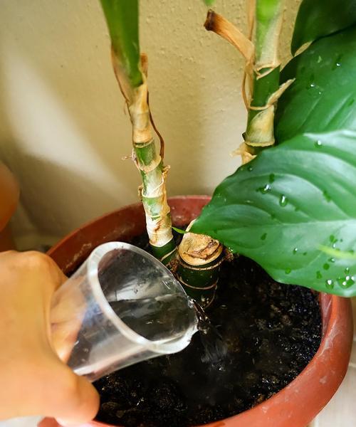 使用电线养护君子兰时浇水技巧？