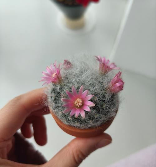 短根仙人球种植方法及注意事项？