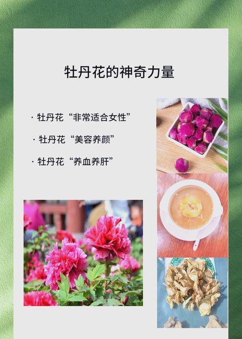 牡丹花种植步骤及养护要点是什么？