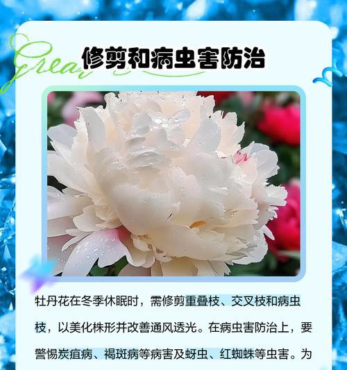 牡丹花种植步骤及养护要点是什么？