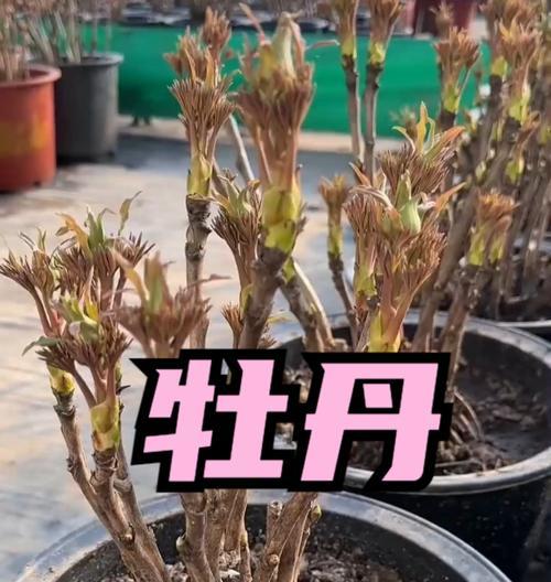 牡丹花种植步骤及养护要点是什么？