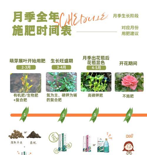 夏季玫瑰花施肥技巧及注意事项？