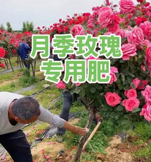夏季玫瑰花施肥技巧及注意事项？