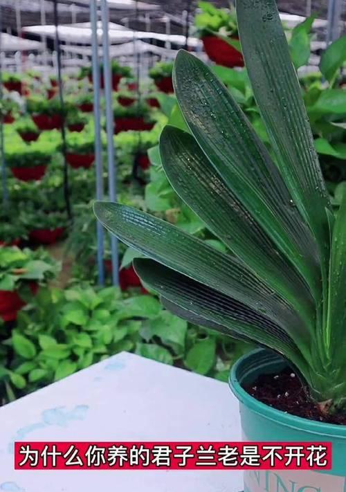 如何正确种植并养护开花君子兰？