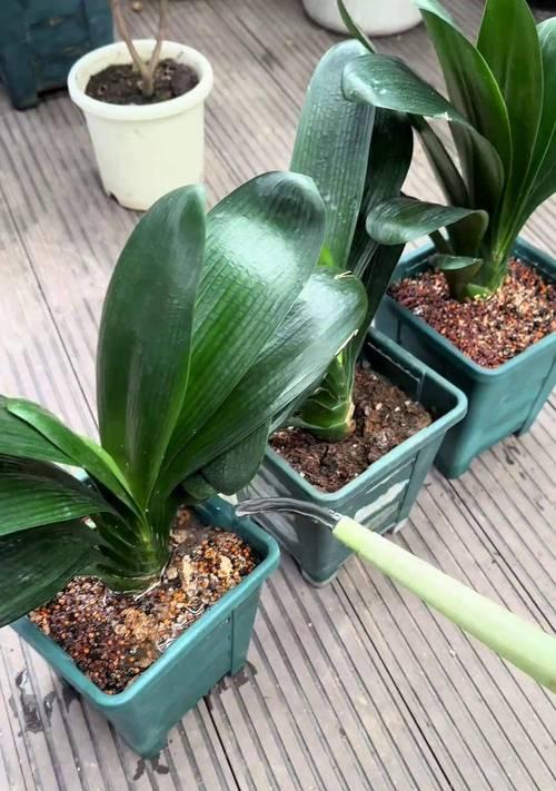 如何正确种植并养护开花君子兰？