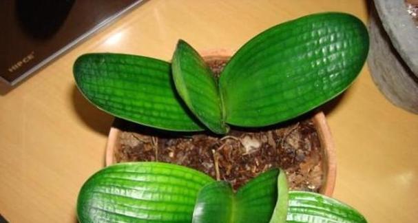 如何正确种植并养护开花君子兰？