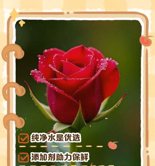 鸡血玉玫瑰花的养护技巧有哪些？