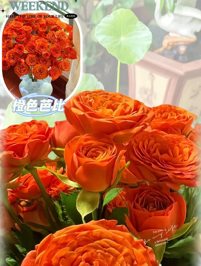 鸡血玉玫瑰花的养护技巧有哪些？