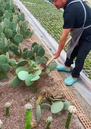 仙人掌圣丽塔正确的浇水方法是什么？