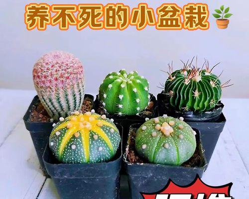 如何让仙人球多出花苞？应该喷什么肥料？