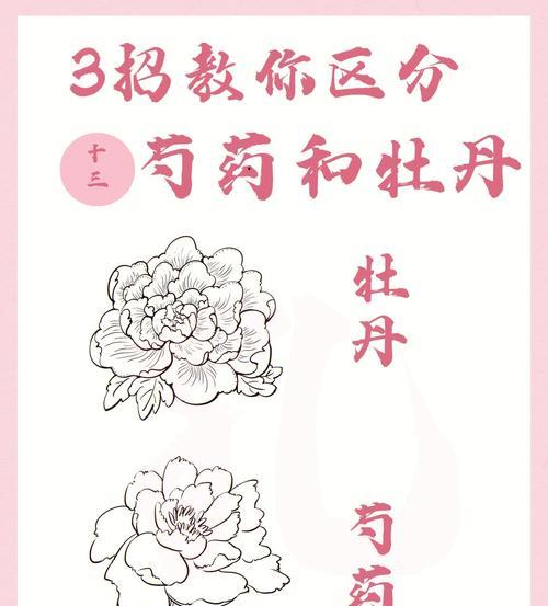 君子兰与芍药有哪些特点和区别？