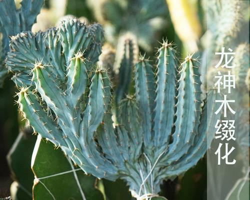 仙人球盆栽移栽时断根是什么原因？