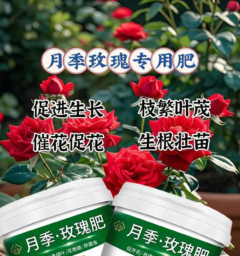 玫瑰花催花苞时应该使用哪种肥料？