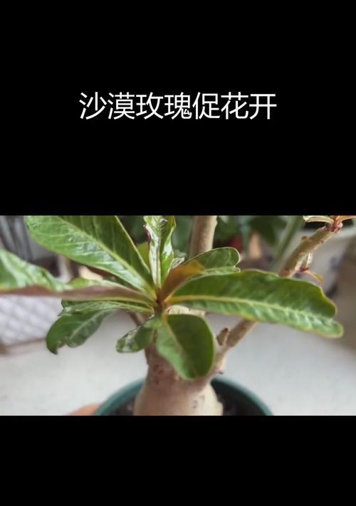 玫瑰花催花苞时应该使用哪种肥料？