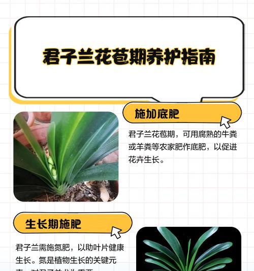 君子兰的花魁养护技巧有哪些？
