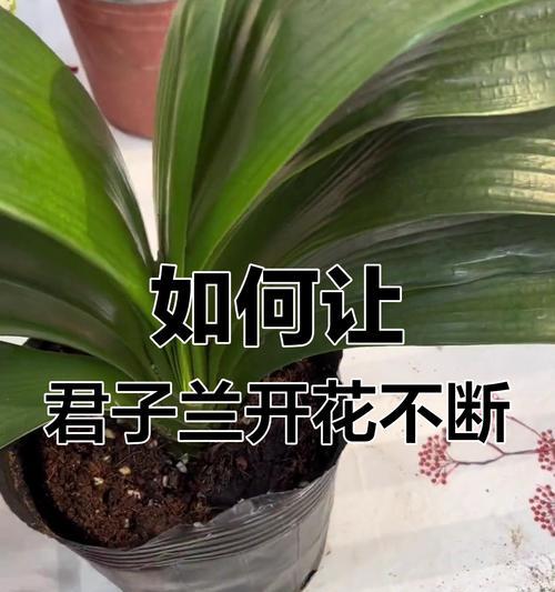 君子兰的花魁养护技巧有哪些？
