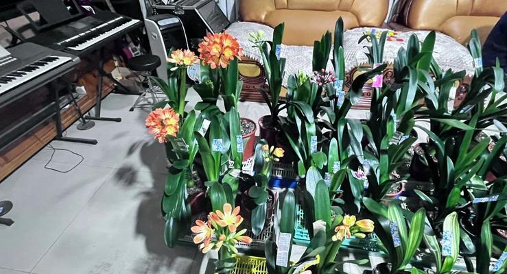 君子兰的花魁养护技巧有哪些？