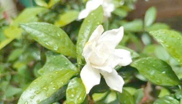 玫瑰花敢淋雨吗？不淋雨时的正确养护方法是什么？