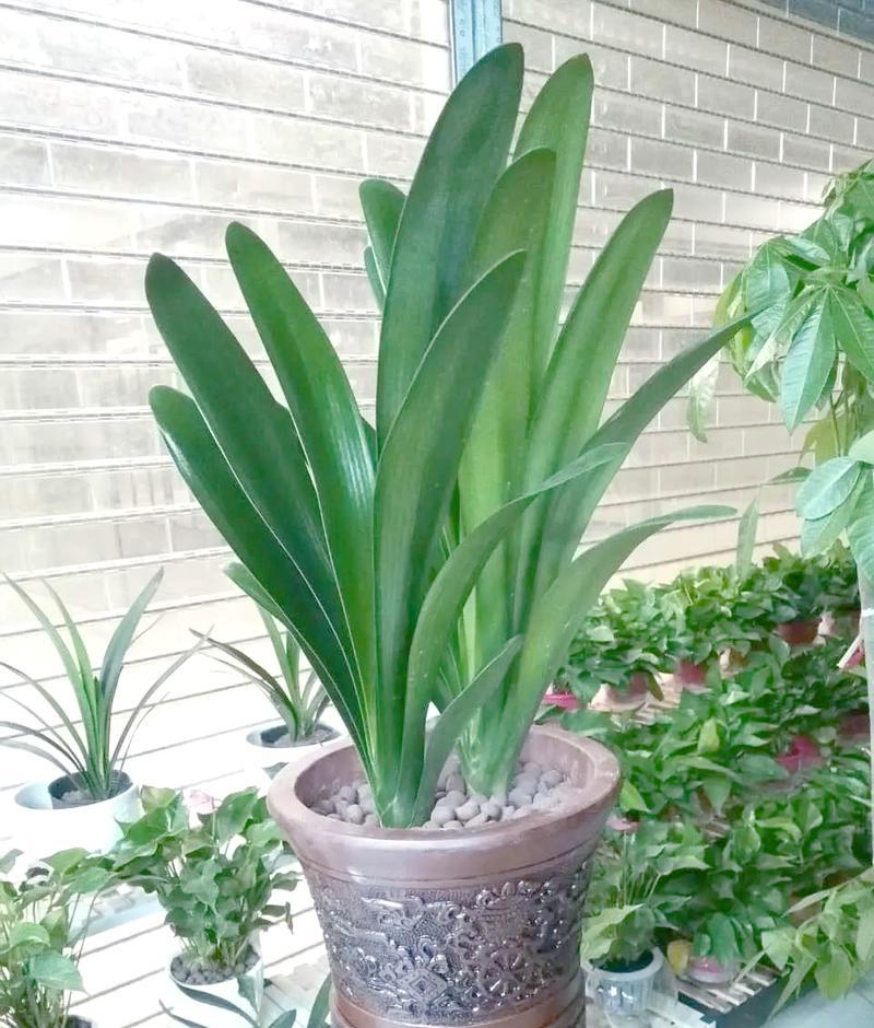 君子兰养开花了还活吗？开花后的养护技巧有哪些？