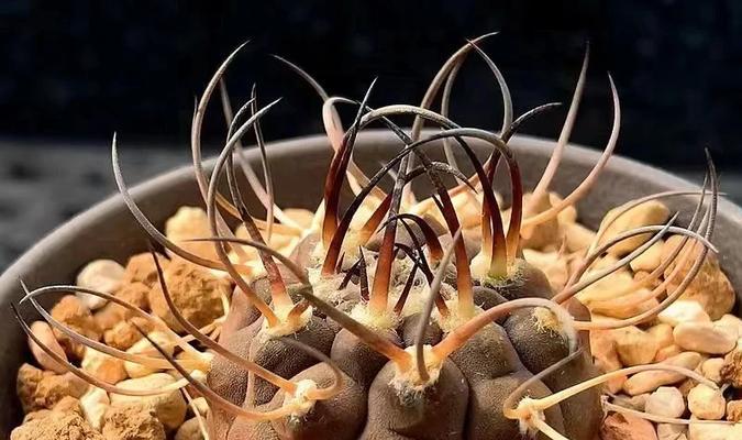 养十年的仙人球怎么养护？长期养护的秘诀是什么？