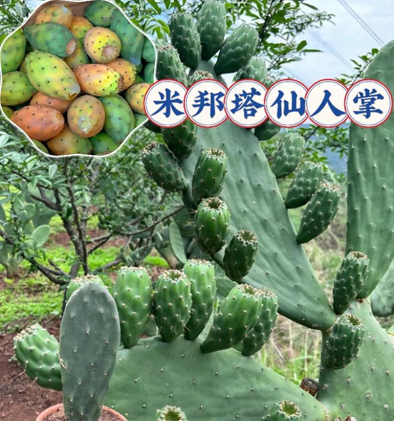 大仙翁仙人掌怎么种植？种植过程中的注意事项是什么？