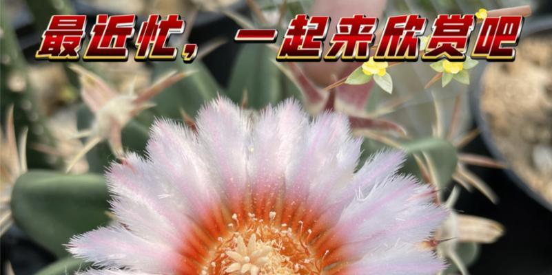 仙人球授粉怎么弄下来？授粉过程中的技巧和要点是什么？