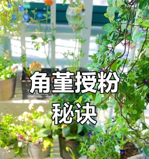 仙人球授粉怎么弄下来？授粉过程中的技巧和要点是什么？