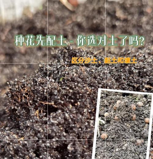 牡丹花的土用什么土壤最好？选择土壤的要点是什么？
