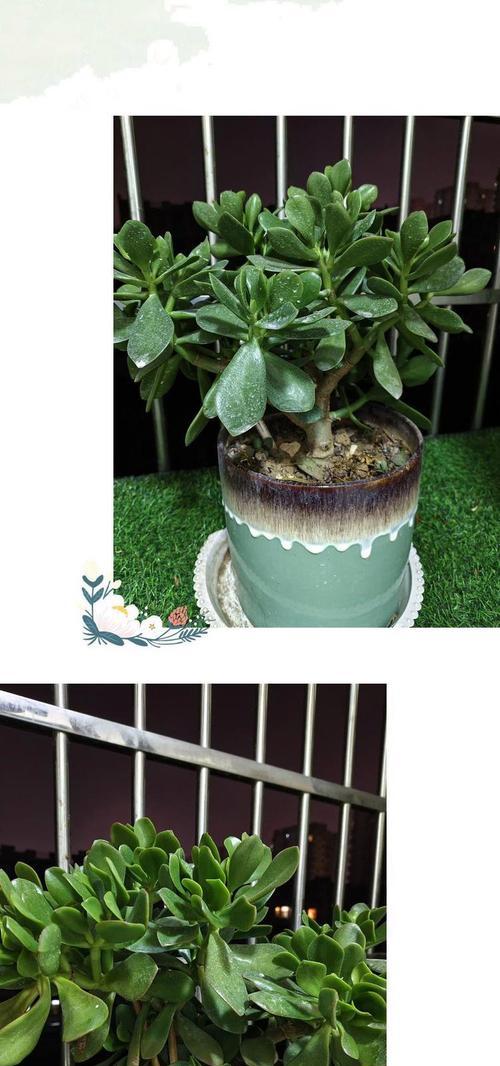 仙人球开花茂盛吗？开花不茂盛的原因和解决方法是什么？