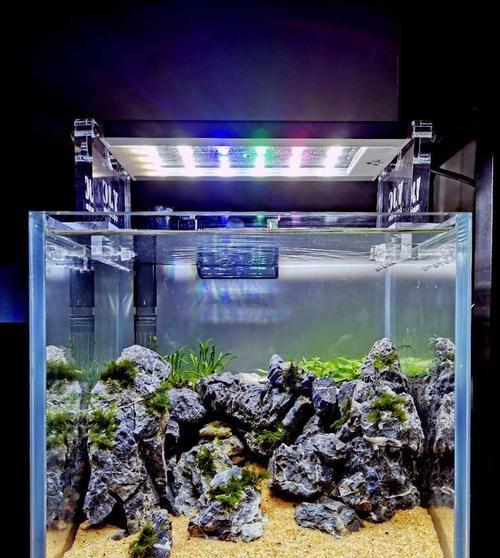 仙人掌造景龟缸怎么养？造景和养护的技巧有哪些？