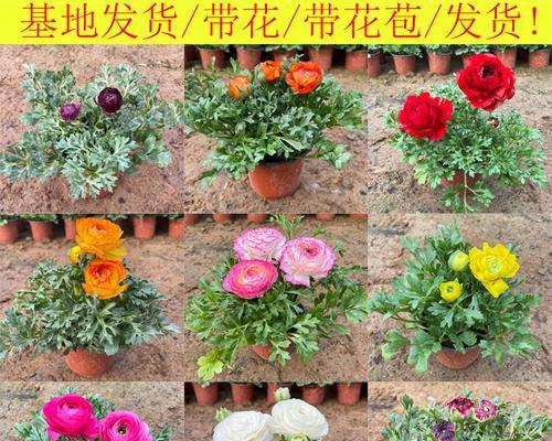 阳台养的牡丹花不开花什么原因？解决不开花的方法是什么？