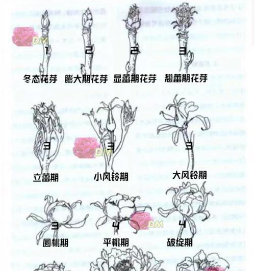阳台养的牡丹花不开花什么原因？解决不开花的方法是什么？