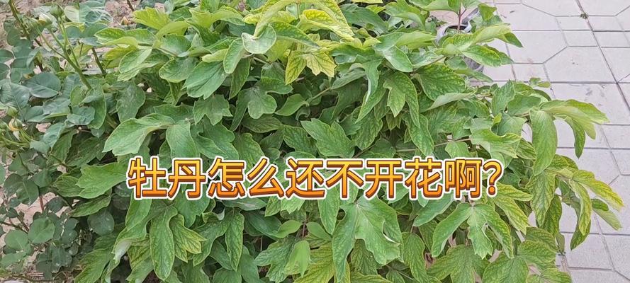 阳台养的牡丹花不开花什么原因？解决不开花的方法是什么？