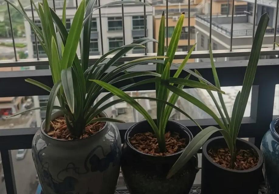 怎么防止仙人球花盆漏土？有效防止漏土的方法有哪些？