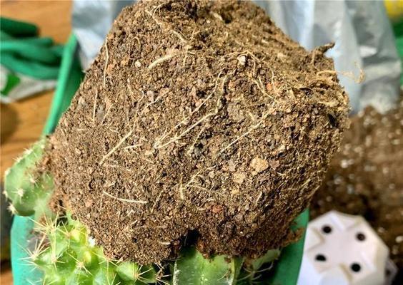 怎么防止仙人球花盆漏土？有效防止漏土的方法有哪些？