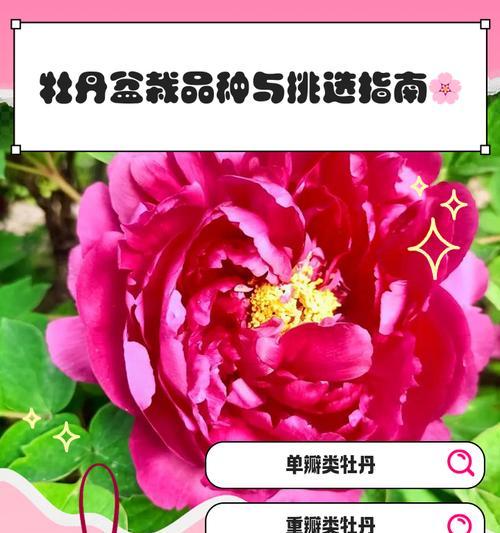 花王怎么培养独杆牡丹花？培养技巧和步骤是什么？